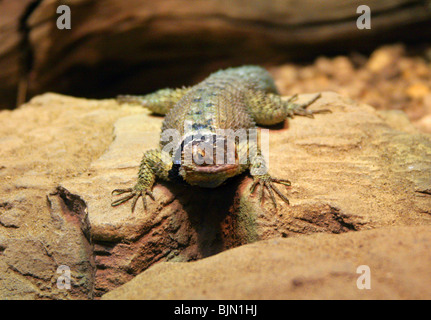 Épineuse Bleu Lézard, Sceloporus serrifer cyanogenys, Phrynosomatidae, au Texas et au Mexique, en Amérique du Nord Banque D'Images