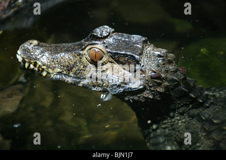 Caïman nain de Cuvier, Paleosuchus palpebrosus, Alligatoridae, Amazonie, Amérique du Sud. Plus petite Crocodillian dans le monde. Banque D'Images