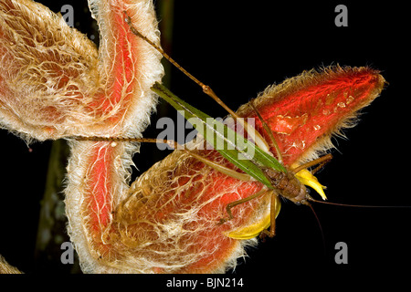 Katydid vert sur une Red Lobster claw (Heliconia) fleur dans le sous-étage de la forêt tropicale Banque D'Images