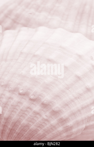 Close up of sea shell surface texture Banque D'Images