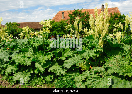 La floraison de la rhubarbe, Rheum rhabarbarum Banque D'Images