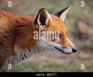 European Red Fox (Vulpes vulpes) Banque D'Images