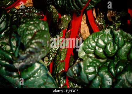Close-up of Swiss chard Banque D'Images