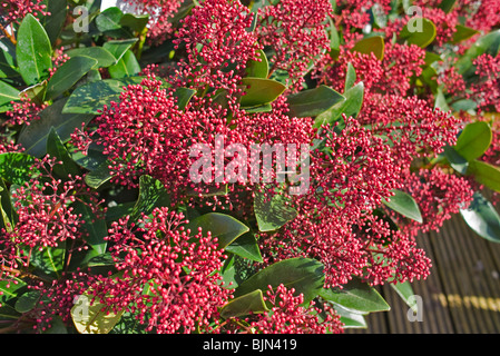 Skimmia japonica Rubella en Mars Banque D'Images