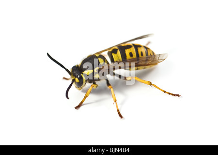Wasp isolé sur fond blanc Banque D'Images