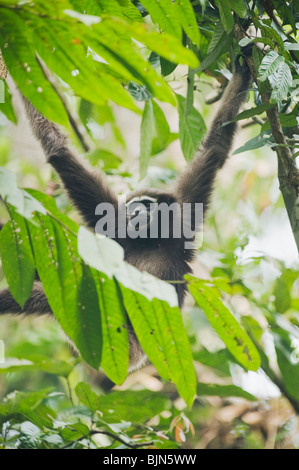 Gibbon Hoolock de l'Ouest (Hoolock hoolock) Jeune femme, Gibbon Wildlife Sanctuary, Assam, Inde en voie de disparition Banque D'Images