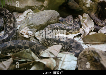 Boa de Dumeril, Acrantophis dumerili, Boidae (Boinae). Madagascar. Espèces Menacées De Serpent. Banque D'Images