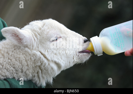 Les jeunes sont nourris au biberon agneau le Zoo de Dudley Banque D'Images