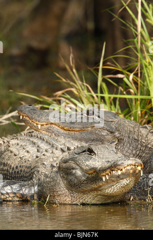 American alligators Alligator mississippiensis) soleil(dans le parc national des Everglades Banque D'Images