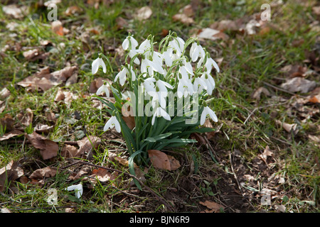Perce-neige (Galanthus) fleurs, Hattingley, Hampshire, Angleterre. Banque D'Images
