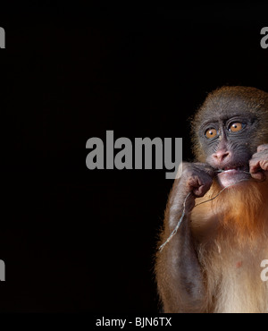 Les jeunes singes Mandrill nettoyer les dents Banque D'Images