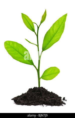 Petit arbre isolé sur blanc Banque D'Images