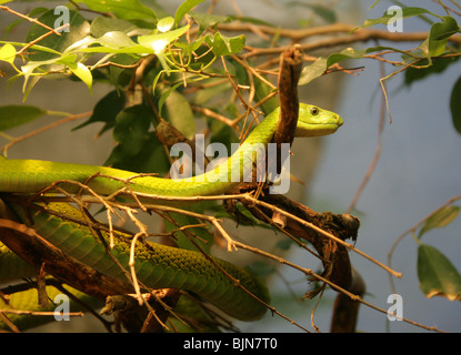 Vert Oriental Ou Mamba Commun, Dendroaspis Angusticeps, Elapidae. Afrique. Banque D'Images