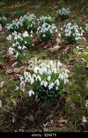 Perce-neige (Galanthus) fleurs, Hattingley, Hampshire, Angleterre. Banque D'Images