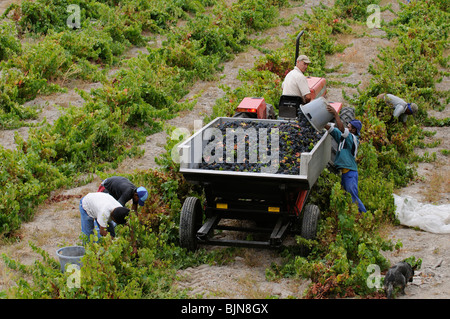 Bush à Vignes Vins Stonewall près d'Helderberg Stellenbosch wine route dans le Western Cape Afrique du Sud Banque D'Images