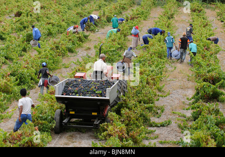 Bush à Vignes Vins Stonewall près d'Helderberg Stellenbosch wine route dans le Western Cape Afrique du Sud ZA la récolte des travailleurs Banque D'Images