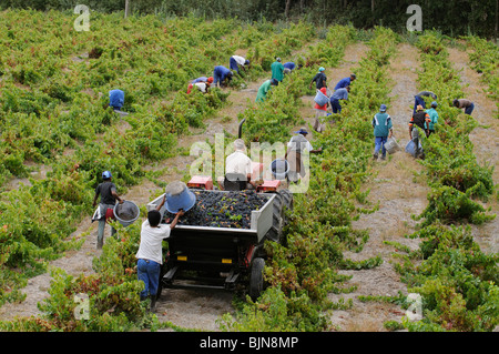 Bush à Vignes Vins Stonewall près d'Helderberg Stellenbosch wine route dans le Western Cape Afrique du Sud ZA la récolte des travailleurs Banque D'Images