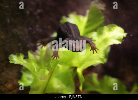 Newt Tylototriton verrucosus, Himalaya, des Salamandridés, Himalaya, Asie. Aka asiatique ou Tibet ou Salamandre Salamandre Crocodile. Banque D'Images