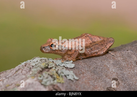 La rainette crucifère, Pseudacris crucifer, est une petite rainette trouvés tout au long de la côte Est des USA et du Canada. Banque D'Images