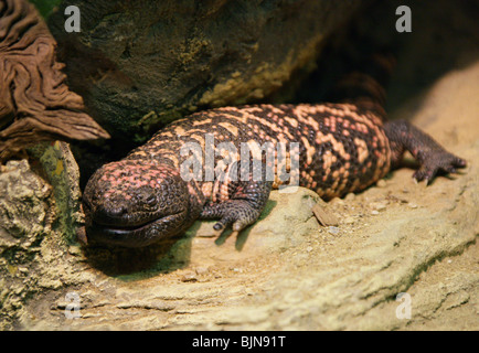 Heloderma suspectum, Gila Monster, Helodermatidae, du Mexique et de l'Ouest USA, Amérique du Nord. Toxiques, lézard venimeux. Banque D'Images