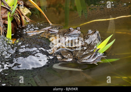 Les grenouilles dans l'étang commun Banque D'Images