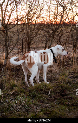 Chien bâtard blanc et brun au coucher du soleil, Hampshire, Angleterre. Banque D'Images