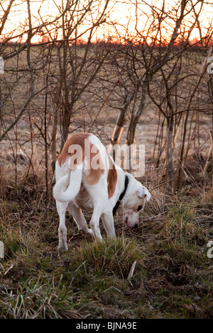 Chien bâtard blanc et brun au coucher du soleil, Hampshire, Angleterre. Banque D'Images