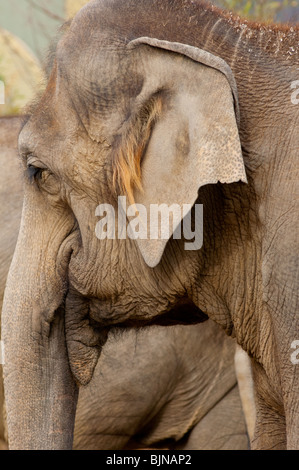 Éléphant indien Banque D'Images