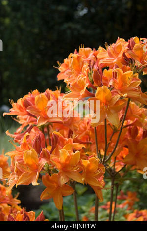 Close-up of orange azalea Mai 2008 Banque D'Images