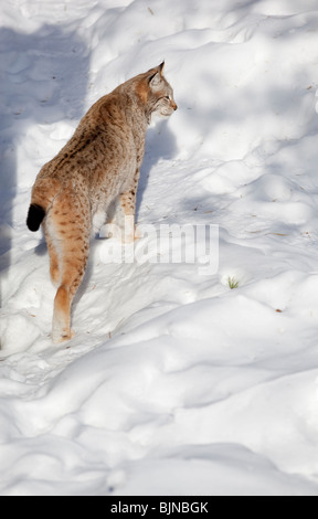 ( Européen ) eurasien ( Lynx lynx Lynx ) marche sur la neige en hiver , Finlande Banque D'Images