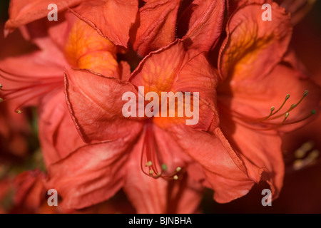 Close-up of orange azalea flower Banque D'Images