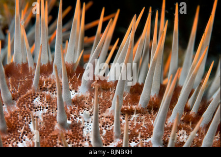 Libre de'étoile de mer Acanthaster planci montrant un poison épines. Koh Tao, Thaïlande Banque D'Images