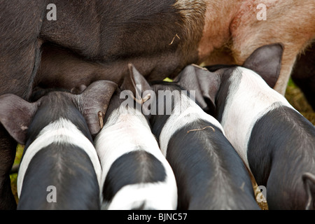 Les porcs saddleback noir et blanc Banque D'Images