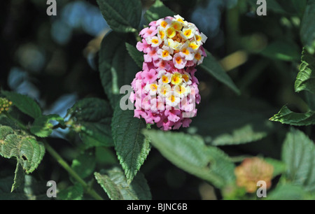 Une fleur sauvage de Munnar, Kerala, Inde Banque D'Images