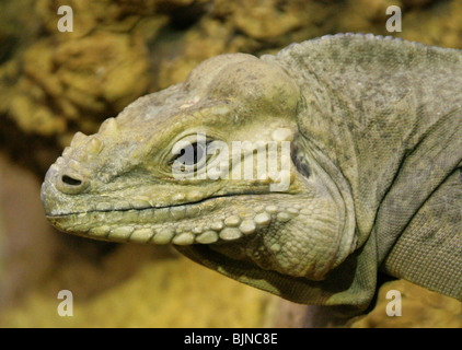 Iguane rhinocéros, Cyclura cornuta, Iguanidae, Haïti et la République dominicaine, Hispanola, Antilles, Caraïbes. Banque D'Images