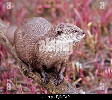 Petite asiatique griffé Otter (aonyx cinerea) Banque D'Images