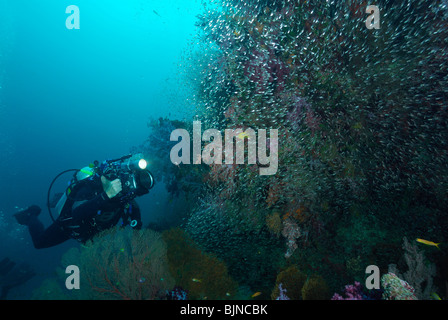 Vidéographe tournage d'un banc de poissons dans les îles Similan Banque D'Images