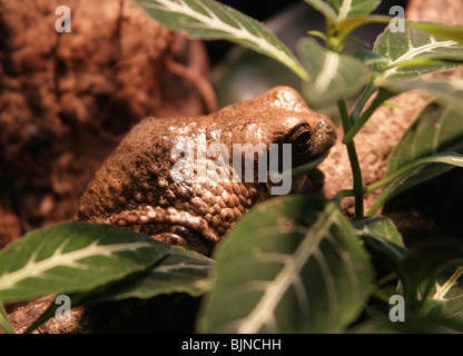 Grenouille, marbré, lactée ou gauchiste, Trachycephalus typhonius, (Phrynohyas venulosa, Trachycephalus venulosus), Hylidae. Amérique Centrale Et Amérique Du Sud Banque D'Images