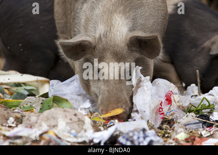 Refuser de manger les porcs à puttaparthi en Inde Banque D'Images