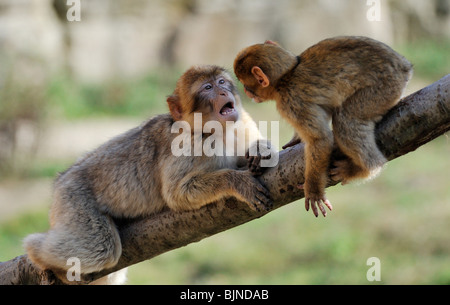 La mère et le bébé singe de Barbarie Banque D'Images