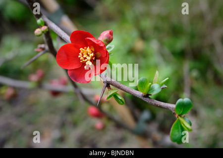 Flowering quince (Chaenomeles x superba) -- cultivar 'Crimson and gold' Banque D'Images