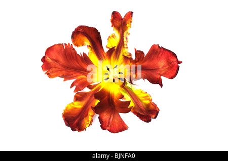 Fleur de tulipe rouge et jaune en gros plan sur fond blanc Banque D'Images