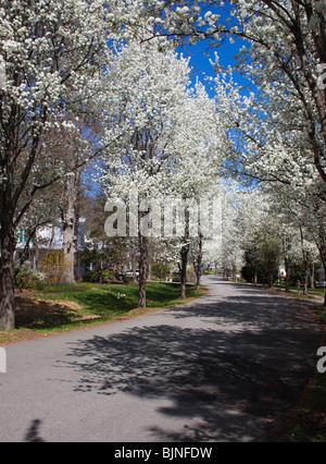 Rue résidentielle en Caroline du Nord avec Bradford poiriers en fleurs Banque D'Images