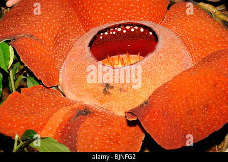 Rafflesia kerrii fleur en parc national de Khao Sok, Thaïlande Banque D'Images