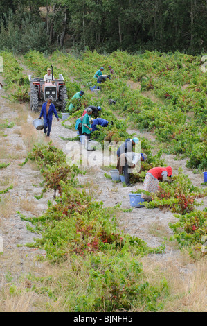 Bush à Vignes Vins Stonewall près d'Helderberg Stellenbosch wine route dans le Western Cape Afrique du Sud Banque D'Images