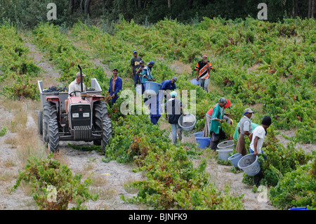 Bush à Vignes Vins Stonewall près d'Helderberg Stellenbosch wine route dans le Western Cape Afrique du Sud Banque D'Images