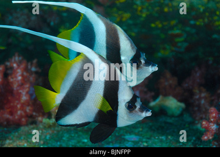 Couple de requins bannerfish dans les îles Similan, la mer d'Andaman Banque D'Images