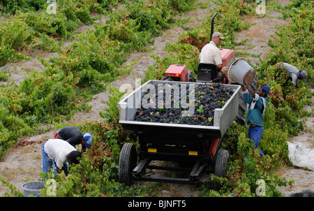 Bush à Vignes Vins Stonewall près d'Helderberg Stellenbosch wine route dans le Western Cape Afrique du Sud ZA la récolte des travailleurs Banque D'Images