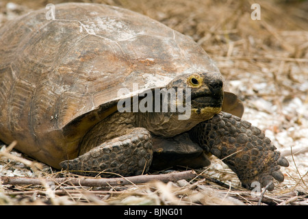 Gopher Tortoise - Sanibel Island, Floride, USA Banque D'Images