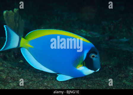 Poisson Chirurgien bleu poudre dans les îles Similan, la mer d'Andaman Banque D'Images